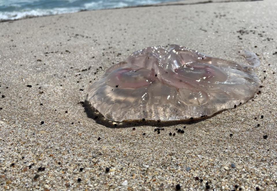 A moon jelly is seen on Fort Pierce Inlet State Park on Tuesday, Sept. 13, 2022. 
