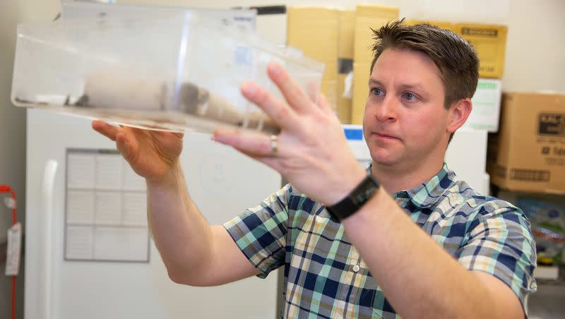 University of Cincinnati professor Joshua Benoit studies Pacific beetle-mimic cockroaches in his lab. The live-bearing insects share traits with humans when pregnant that could help understand fibromyalgia, lupus and other autoimmune disorders