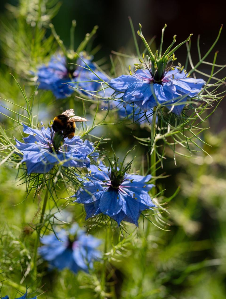 nigella damascena growing in an english garden a bee has landed on one flower