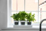 <p>Planning on growing your own herbs this year? These lovely affordable pots are perfect for the window sill.</p><p><strong>READ MORE</strong>: <a href="https://www.housebeautiful.com/uk/garden/a30415704/gardeners-trend-predictions/" rel="nofollow noopener" target="_blank" data-ylk="slk:3 emerging gardeners predict the key 2020 trends;elm:context_link;itc:0;sec:content-canvas" class="link ">3 emerging gardeners predict the key 2020 trends</a></p>