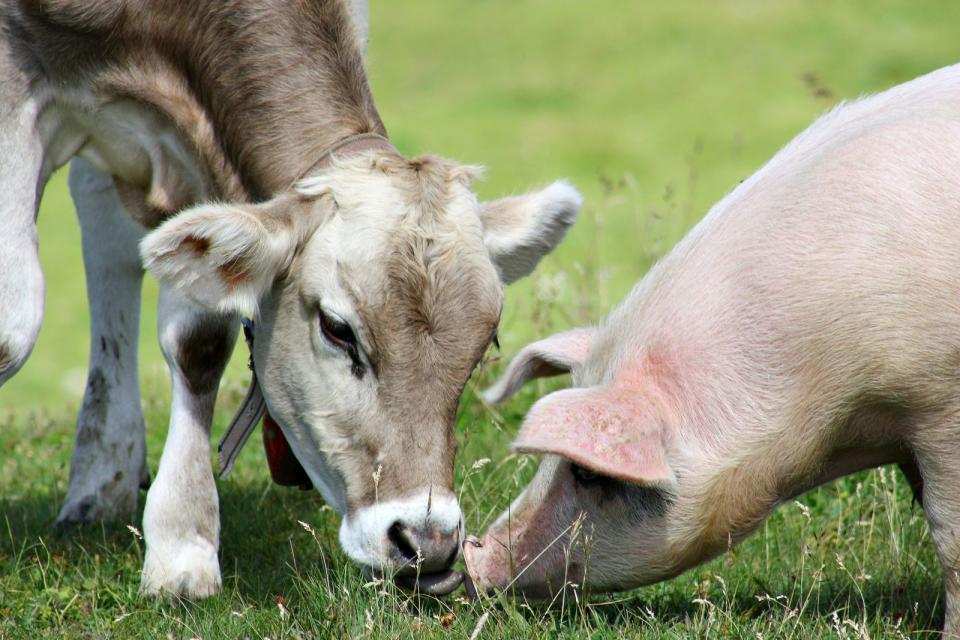 Rind- und Schweinefleisch