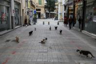 Stray cats are seen on a pedestrian street in the old city of Nicosia