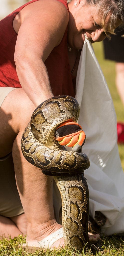 Kelly Williams, a resident of Alabama wrangles a burmese python during a training session on how to capture pythons in the wild at Citrus Park in Bonita Springs on Thursday Jan 9, 2020. The session is held by the Florida Fish and Wildlife Conservation Commission. Several residents from the park are going on a hunt Friday to kick off the 2020 python bowl. The invasive species are taking over the everglades and efforts are underway to eradicate them.  