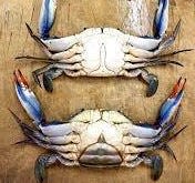 The underbelly of the male blue crab (top) and the female.