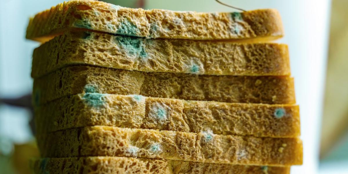 What makes mold edible? A food safety expert breaks it down