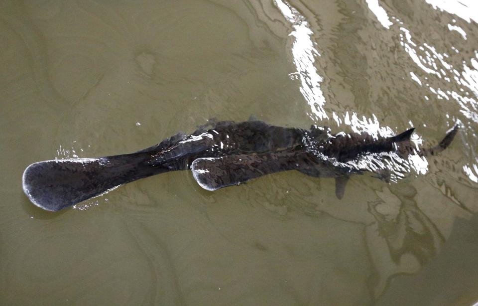 Paddlefish swim in the recovery tank after being implanted with radio transmitters at the Tishomingo National Fish Hatchery in Tishomingo, Okla., Wednesday, Feb. 19, 2014. (AP Photo/Sue Ogrocki)