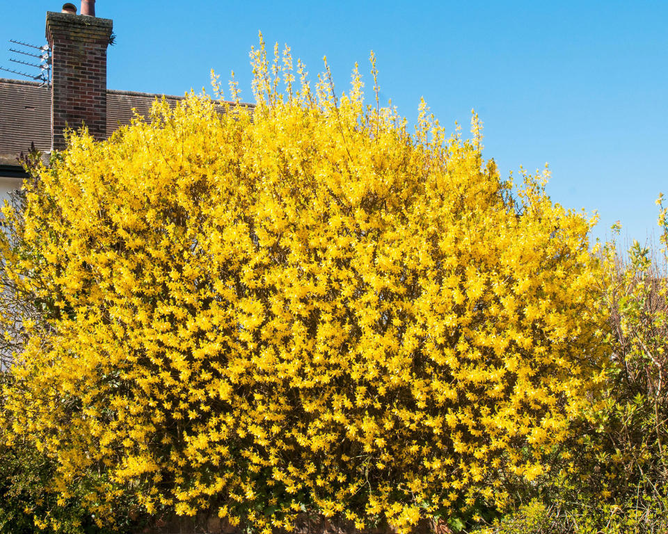 5. Lynwood forsythia (Forsythia x intermedia 'Lynwood')