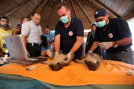 Members of Four Paws International team examine monkeys before they are taken out of Gaza, at a zoo in Khan Younis in the southern Gaza Strip August 23, 2016. REUTERS/Ibraheem Abu Mustafa