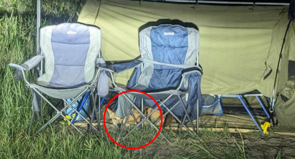 A dingo hiding behind tourists camp chairs in the dark at a campsite. 