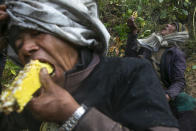 Nepalese honey hunters eat bee larvae after harvesting honey in Dolakha, 115 miles east of Kathmandu, Nepal, Nov. 19, 2021. High up in Nepal's mountains, groups of men risk their lives to harvest much-sought-after wild honey from hives on cliffs. (AP Photo/Niranjan Shrestha)