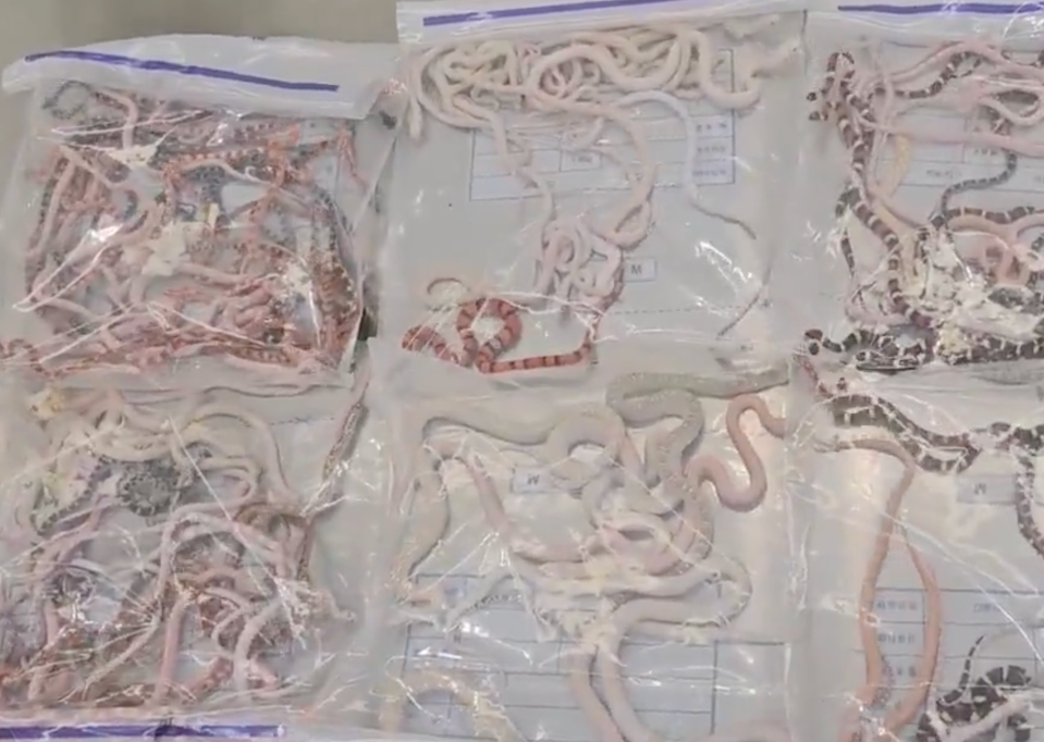 Chinese customs officers seized 104 live snakes at a checkpoint recently.