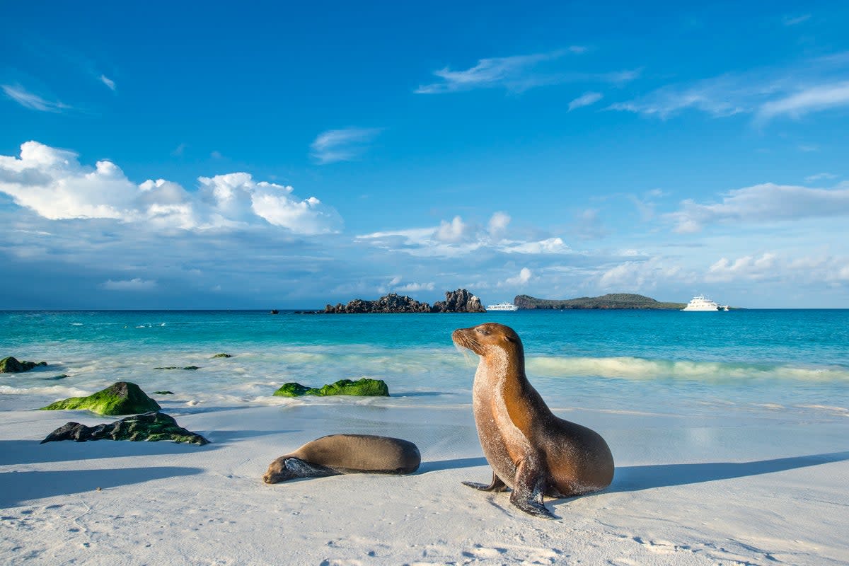 Ring in the New Year on a loop of the Galapagos Islands (Getty Images/iStockphoto)