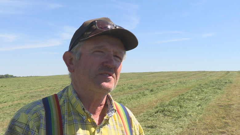 Hot summer temperatures stunt hay growth in parts of Alberta