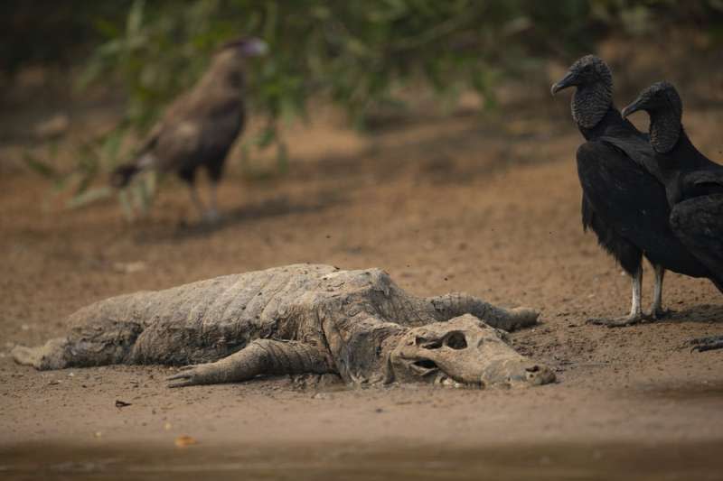 巴西潘塔納爾（Pantanal）濕地發生數十年來最嚴重火災，美洲豹、黑凱門鱷等瀕危物種在大火中掙扎求生。（AP）