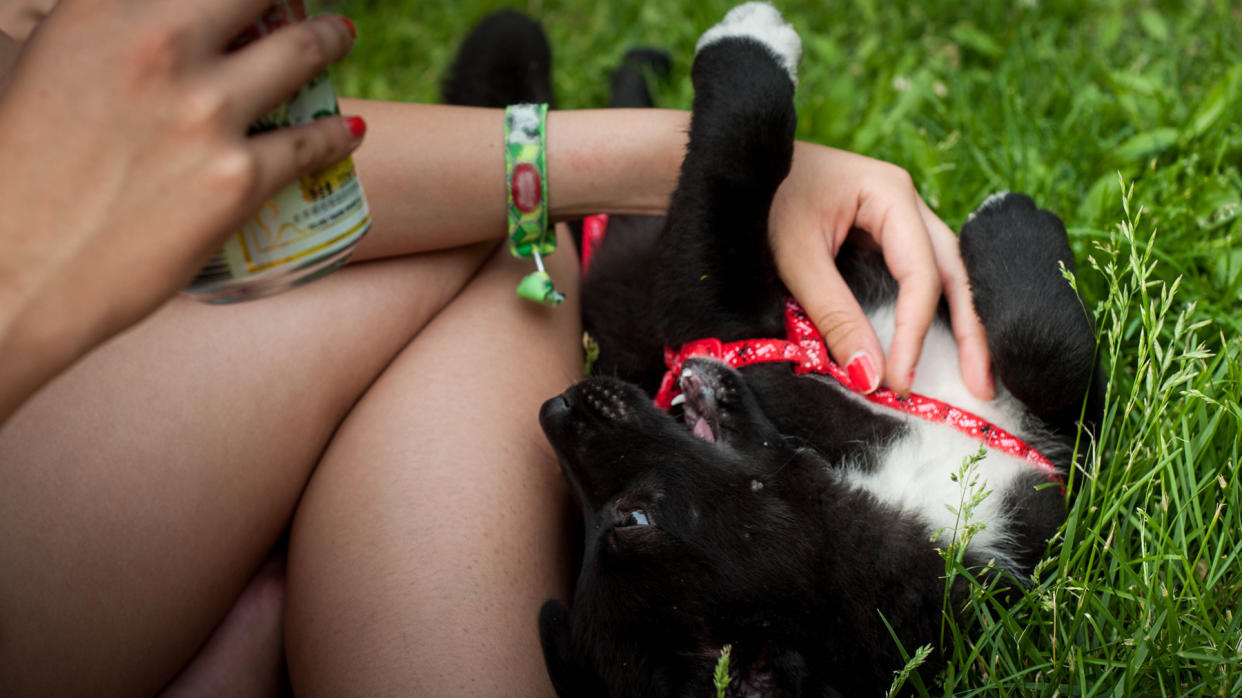  Puppy lying on grass with owner 