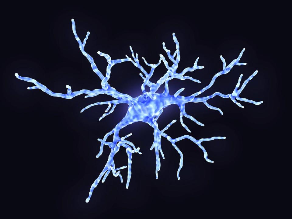 <span class="caption">Microglia are specialized immune cells in the brain. In healthy states, they use their arms to test the environment. During an immune response, microglia change shape to engulf pathogens. But they can also damage neurons and their connections that store memory.</span> <span class="attribution"><a class="link " href="https://www.gettyimages.com/detail/illustration/microglial-cell-illustration-royalty-free-illustration/1148112416?adppopup=true" rel="nofollow noopener" target="_blank" data-ylk="slk:JUAN GAERTNER/SCIENCE PHOTO LIBRARY / Getty Images;elm:context_link;itc:0;sec:content-canvas">JUAN GAERTNER/SCIENCE PHOTO LIBRARY / Getty Images</a></span>