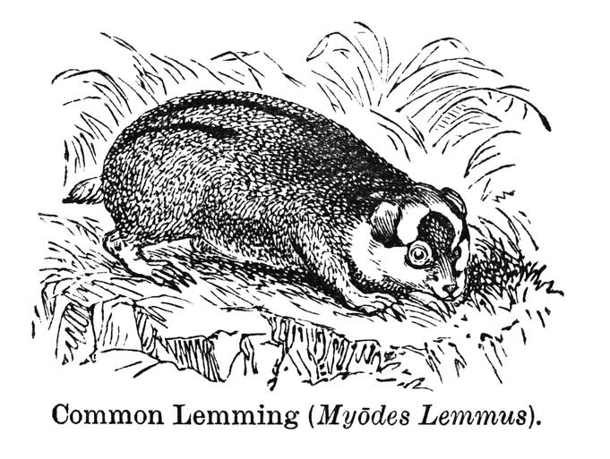 "common lemming"