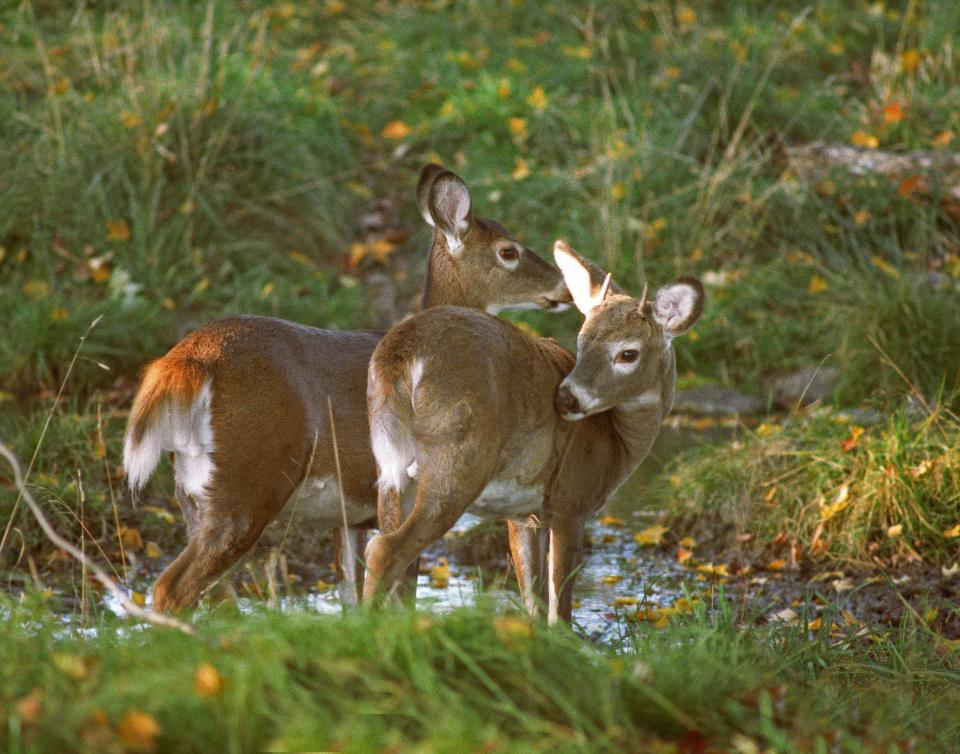 Vermont’s animal cruelty law does not apply to activities regulated by the Vermont Fish and Wildlife Department, including hunting and trapping deer.