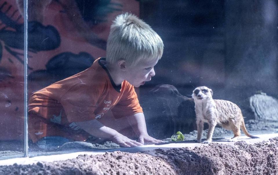 Two-year-old Denver Berntson, visiting the Sacramento Zoo with his family, gets a close look at a meerkat on Wednesday, May 8, 2024. Hector Amezcua/hamezcua@sacbee.com