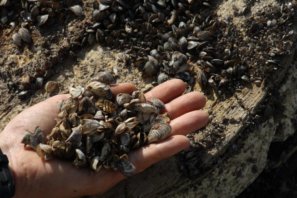 September 23, 2011 photo shows a man holding a handful of Zebra mussels near Kingston, Canada, which have invaded Lake Ontario. Zebra mussels from the Caspian Sea, introduced to North America by accident, are becoming a veritable plague releasing toxic chemicals into the Great Lakes, Canadian biologists say. The mussels hitch-hiked to Canada on the ballasts of cargo ships arriving on the continent in 1986. And in the past two decades the thumbnail-sized creatures have spread and are found in more than a third of the Great Lakes