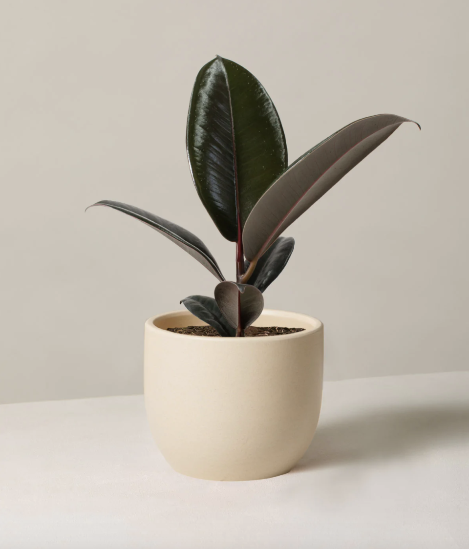 best indoor plants, Rubber Tree Plant from The Sill