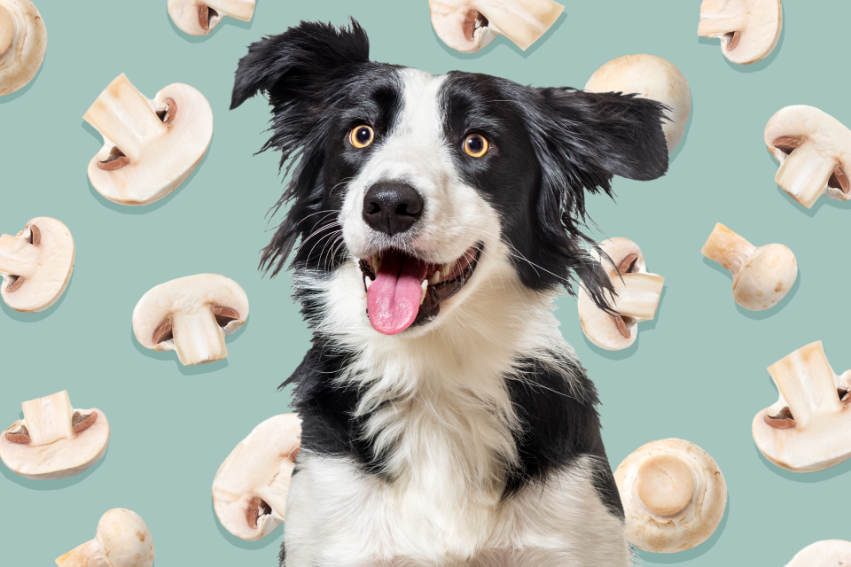 Black and white shepherd dog in front of mushroom graphic design illustration; can dogs eat mushrooms?