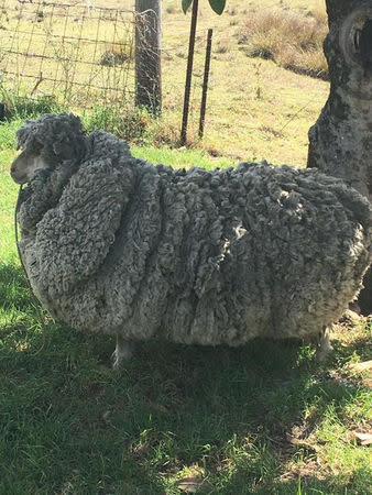 A sheep with massively overgrown fleece looks on in Warrumbungle, New South Wales, Australia, July 20, 2018, in this picture obtained from social media. Graeme Bowden/via REUTERS