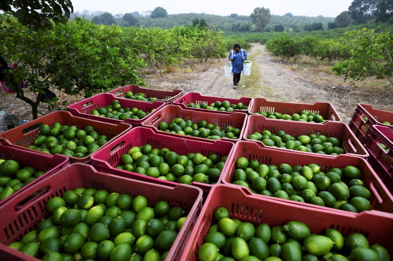 FILE PHOTO: Farmers pick Persian limes at an orchard in San Rafael