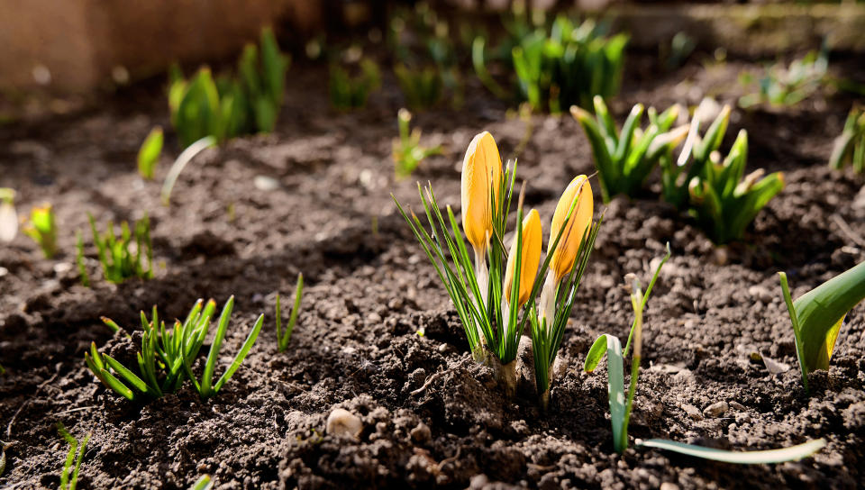 Yellow crocus flowers growing through soil