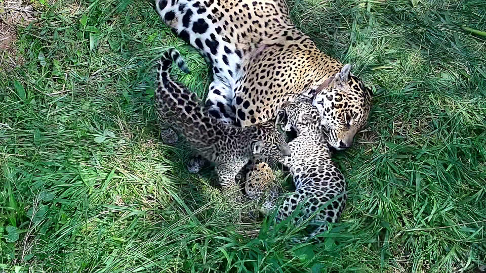 The first breeding of a wild and captive jaguar in history produced Nala and Takajay, cubs that will be one day be set free in the Gran Chaco ecosystem. <span class="copyright">Rewilding Argentina</span>