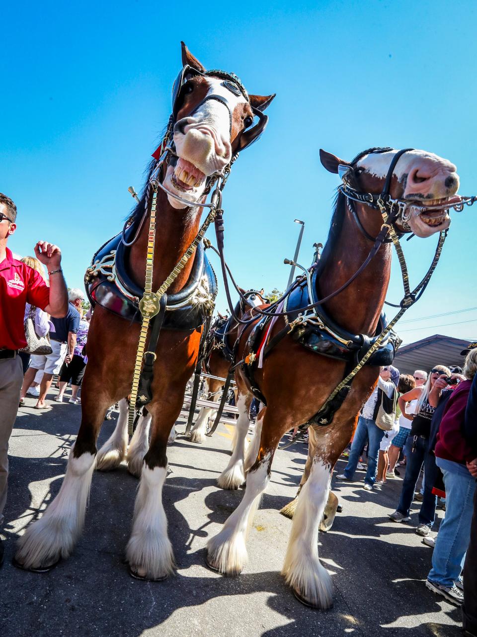 The world-famous Budweiser Clydesdales were at Shell Factory Nature Park in North Fort Myers Thursday, March 7, 2019. Hundreds turned out to see the horse parade around and even took a selfie with them.