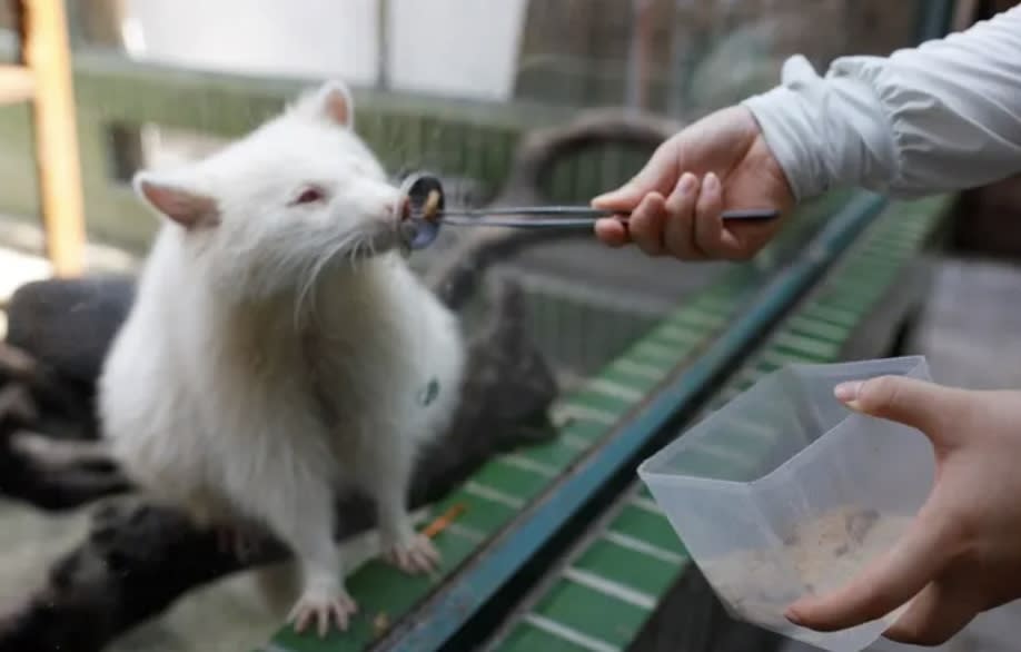 深圳好去處｜親子必去世界之窗動物園！一大一小人均$46起 暢遊5大互動區、近距離親親近50種小動物