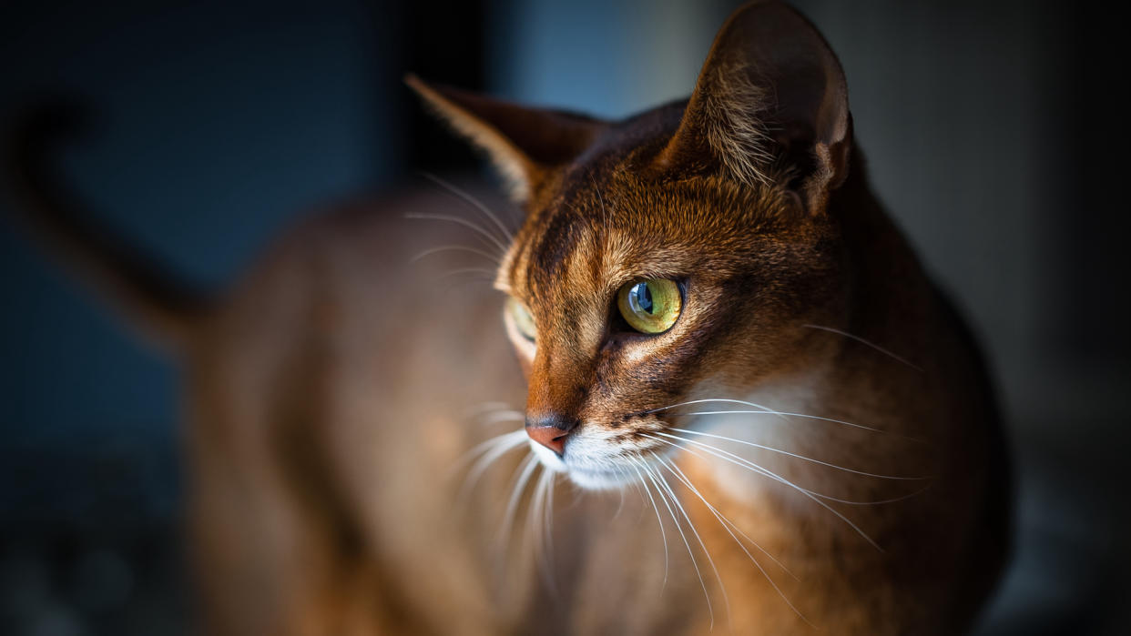  Abyssinian cat. 