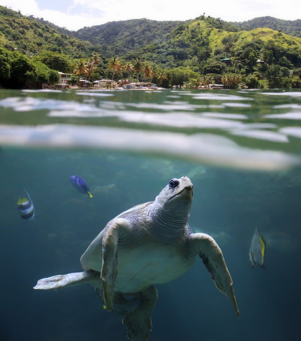 Speyside in Tobago is home to a diverse array of marine life (Getty Images/iStockphoto)