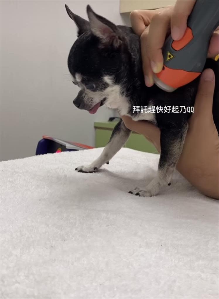 鄧福如「大兒子」生病送醫　心碎告白12年愛犬：還沒做好準備