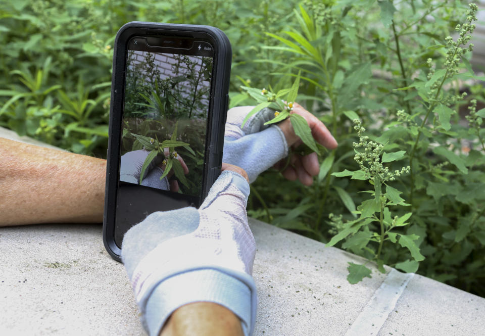 In this July 27, 2018 photo, Susan Hewitt photographs a daisy-like weed known as 'shaggy soldier' and adds it to iNaturalist, the app she uses to participate in the New York City EcoFlora project. "If people could just take a few minutes to look at nature closely, I think they would be blown away," Hewitt said. Hundreds of New Yorkers are working with researchers to find and catalog wild plants in their city. They’re taking pictures with their smartphones as they walk the streets. Participants have already found invasive species, plants never documented before in New York City, and endangered native weeds. (AP Photo/Emiliano Rodriguez Mega)