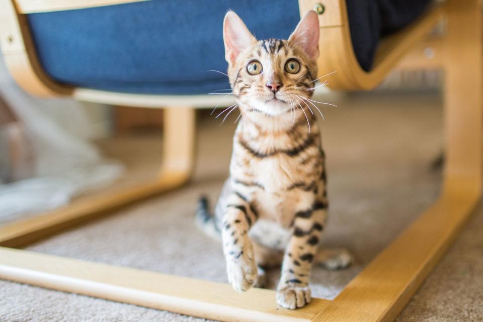 Bengal