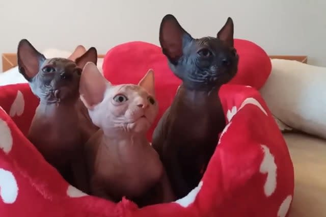 Sphynx cats display amazing synchronicity