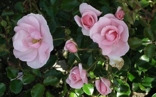 'Queen Mother' rose - Parkside Nursey