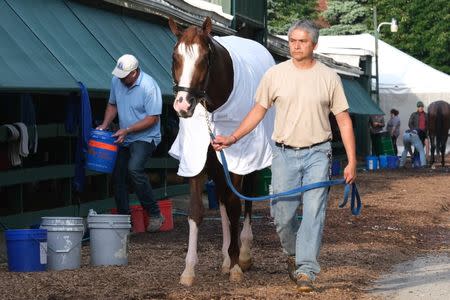 May 17, 2019; Baltimore, MD, USA; Improbable returns to the stable after a morning work out at Pimlico Race Course in preparation for the Preakness Stakes. Mandatory Credit: Mitch Stringer-USA TODAY Sports