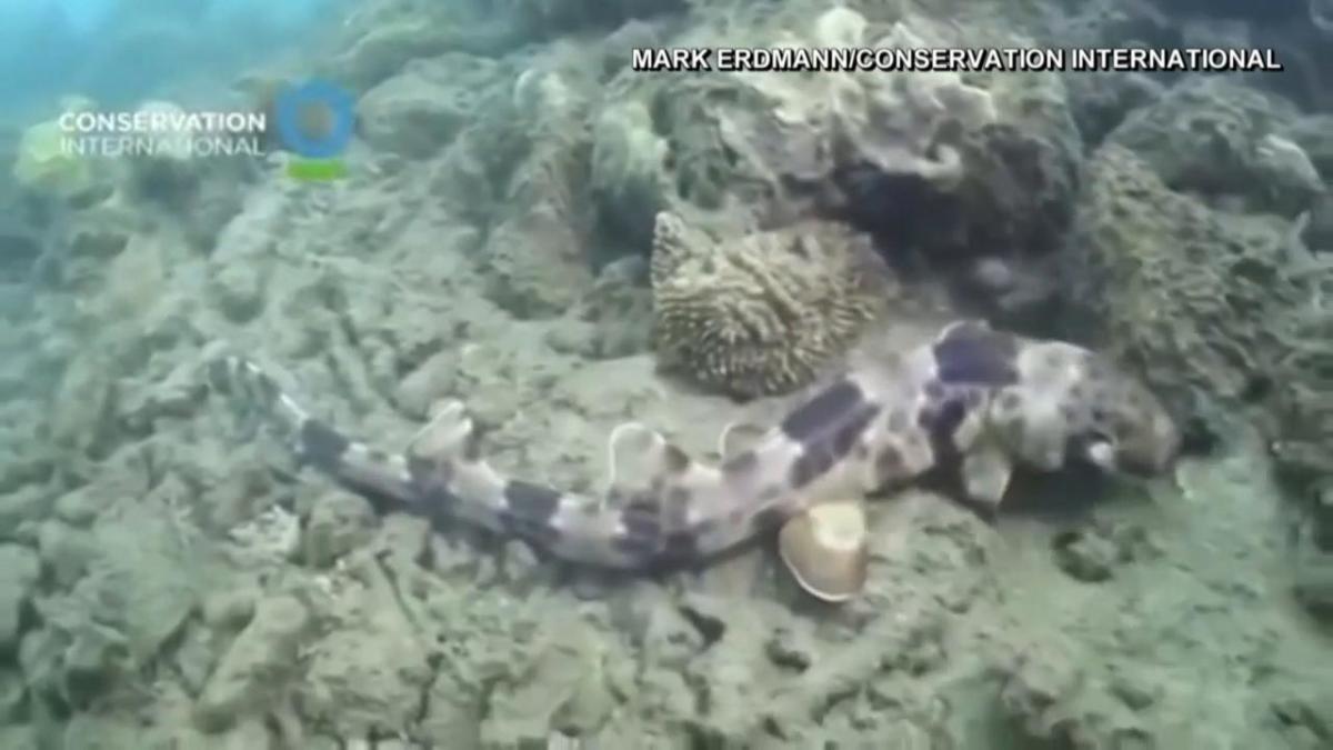 New Species Of Tropical Sharks That Walk Discovered
