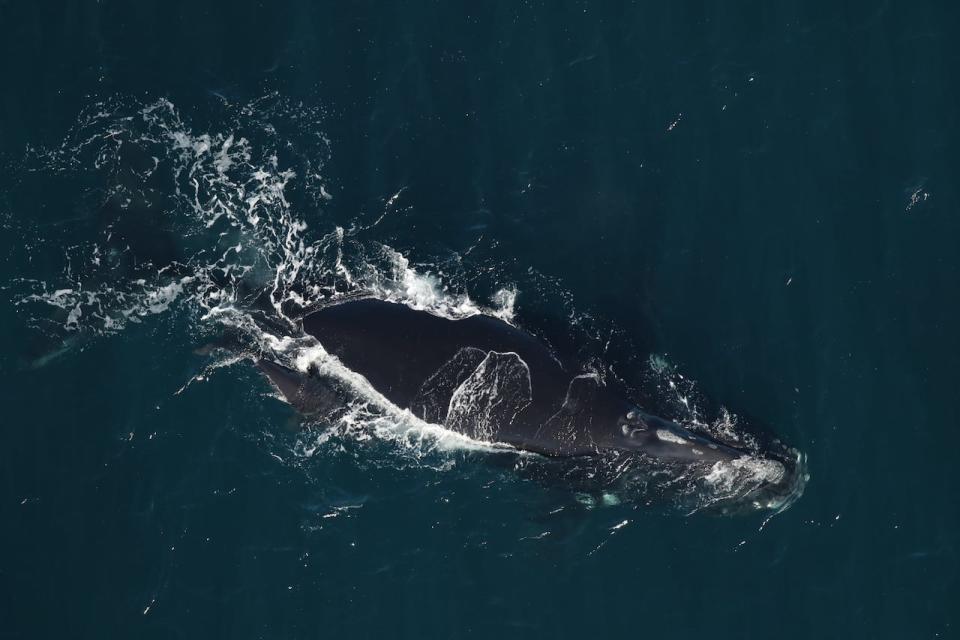 First-time mother whale #3780 and her newborn calf sighted Dec. 31, 2023. 