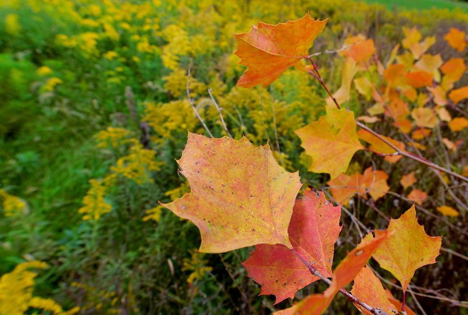 Leaves begin to turn color early in October near Greencastle.