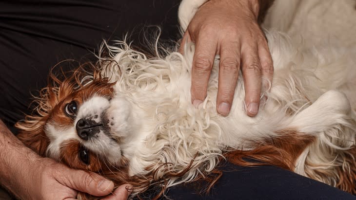 9. Cavalier King Charles Spaniel