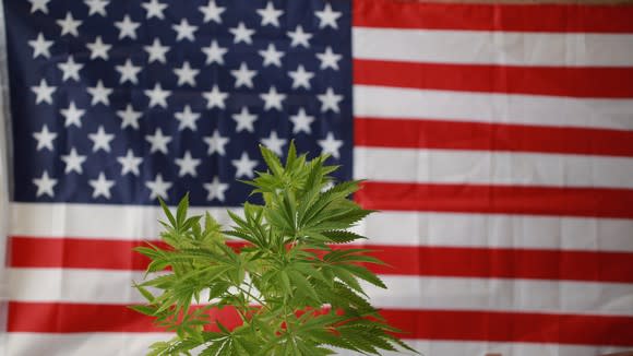 Marijuana plant in front of the U.S. flag.