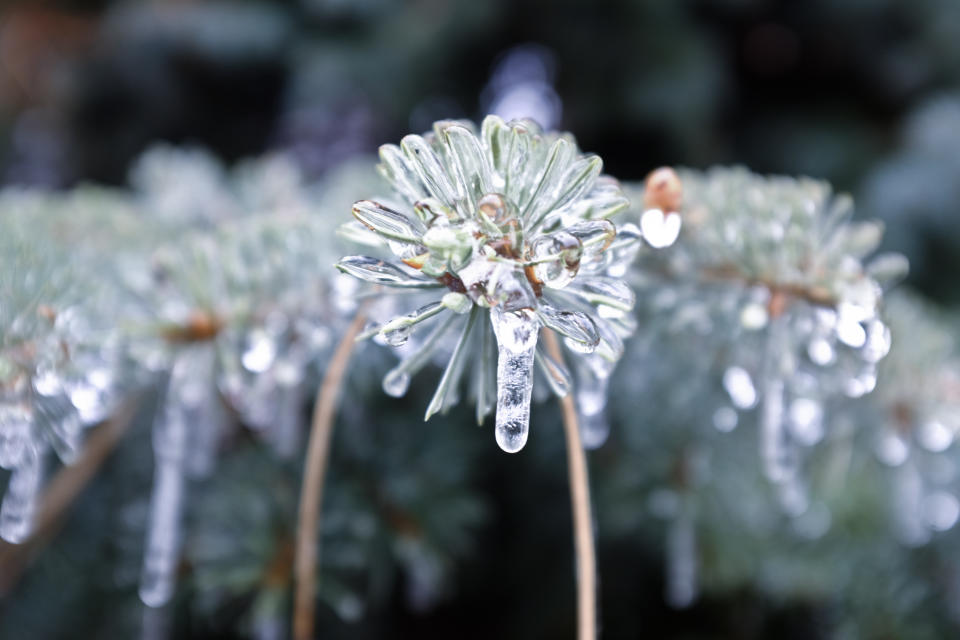 Flores congeladas (Foto: Getty)