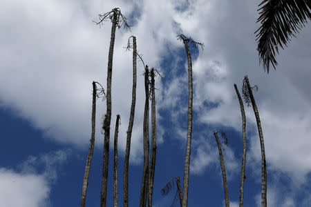 Dead palm trees are seen at the botanical garden in Caracas, Venezuela July 9, 2018. Picture taken July 9, 2018. REUTERS/Marco Bello