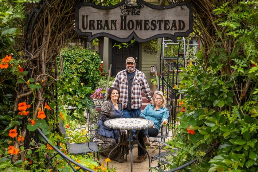 PASADENA, CA - MAY 16: Anais, left, Justin and Jordanne Dervaes carry on the family work at Urban Homestead that their father Jules Dervaes, Jr. created in 1985. They provide produce every week for more than 100 families, multiple restaurants, caterers and welcoming scores of school children to see how food is grown. Jordanne teaches classes in regenerative gardening and sustainable animal care to students at Occidental College. Photographed at Urban Homestead in Pasadena, CA on Thursday, May 16, 2024. (Myung J. Chun / Los Angeles Times)