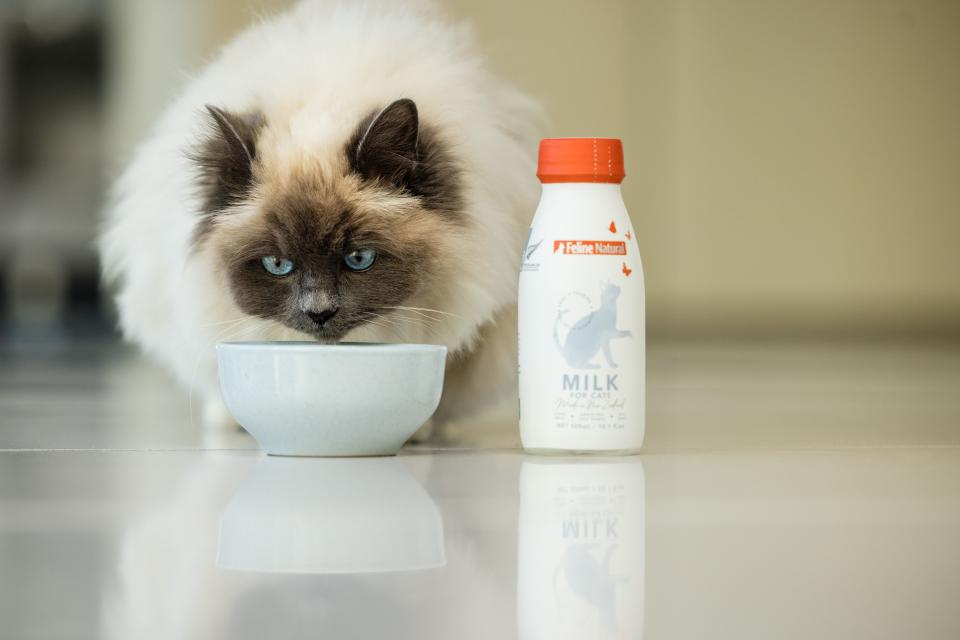 Feline Natural’s Holiday Season Milk Box provides four bottles of New Zealand milk from free-range, grass-fed cows. felinenatural.com