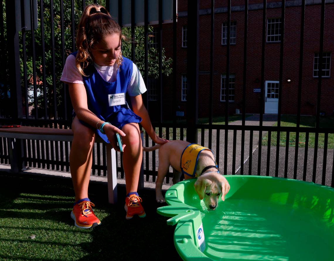 Duke sophomore Grace Hayward, a volunteer with the Duke Puppy Kindergarten, sits with Maestro, a two-month-old Labrador and Golden Retriever mix puppy, as he explores a wading pool in Durham, N.C. on Thursday, Sept. 22, 2022. The Duke Puppy Kindergarten studies how different rearing methods affect the traits of assistance dogs.